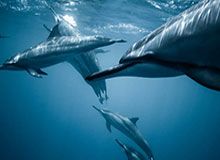 【观察】“多才多艺”的施洛特贝克，多特蒙德重建基石